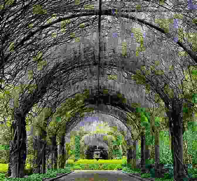 A Blooming Wisteria Archway Leading To A Hidden Area Of Gio Friendly Garden Gio S Friendly Garden Joanna Bruyere Cabral