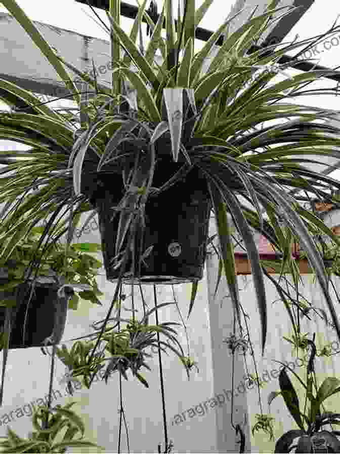 A Cascade Of Lush Spider Plant Leaves Hanging From A Basket. Houseplants (That Won T Kill Your Cat)