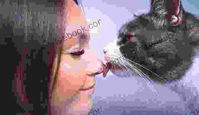 A Cat Displaying Unusual Behavior, Such As Licking Its Human Companion, As A Way Of Alerting Them To An Impending Seizure, Providing Comfort And Potential Assistance During This Medical Event. Heroic Helpful And Caring Cats: Felines Who Make A Difference