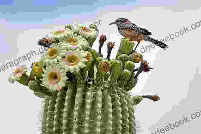 A Close Up Of A Cactus Wren Perched On A Cactus, With A Blurry Background Of Desert Plants Sheller And Tacky The Cactus Wren