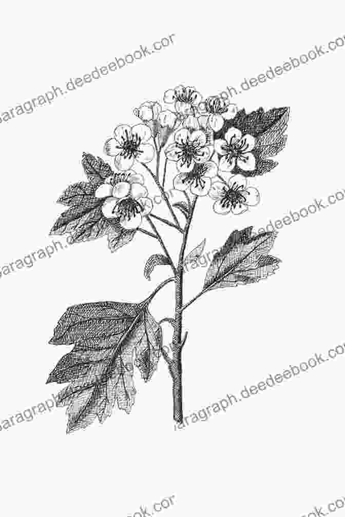 A Detailed Pencil Drawing Of A Hawthorn Shrub, Showcasing Its Thorny Branches, Delicate White Blossoms, And Glossy Green Leaves. Original Drawings Including Ginger Yew Hawthorn Capsicum (Sketchbook Art)