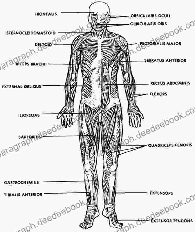 A Diagram Of The Human Skeleton And Muscular System. Expressive Anatomy For Comics And Narrative: Principles And Practices From The Legendary Cartoonist (Will Eisner Instructional 0)