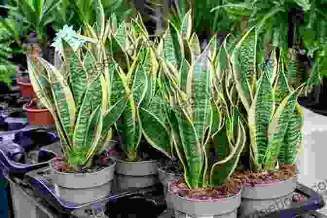 A Group Of Snake Plants In Various Heights With Sword Like Leaves. Houseplants (That Won T Kill Your Cat)