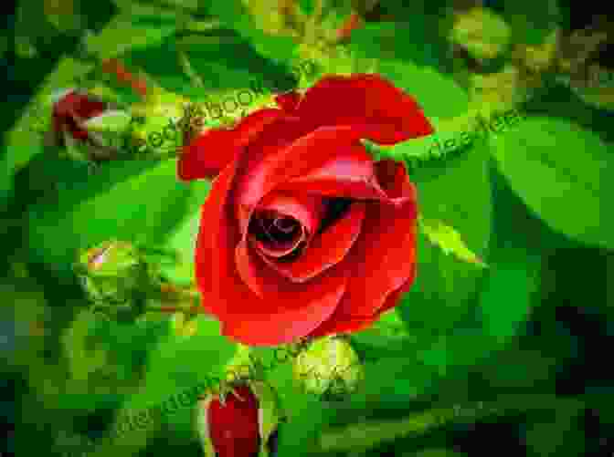 A Lone Red Rose Blooming In A Garden Famous Quotes From Shakespeare Linda Alchin