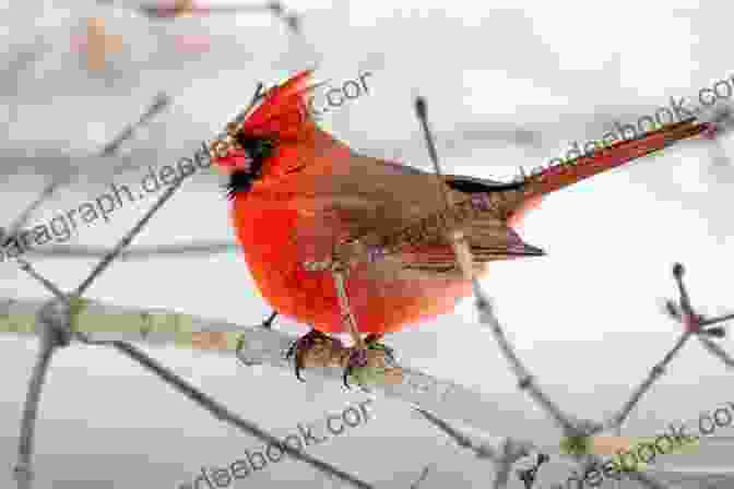 A Male Northern Cardinal Perched On A Branch. Birds Of Louisiana And Mississippi: Birds Of Louisiana Mississippi That Might Pay You A Visit: Birds Of Louisiana Mississippi Field Guide