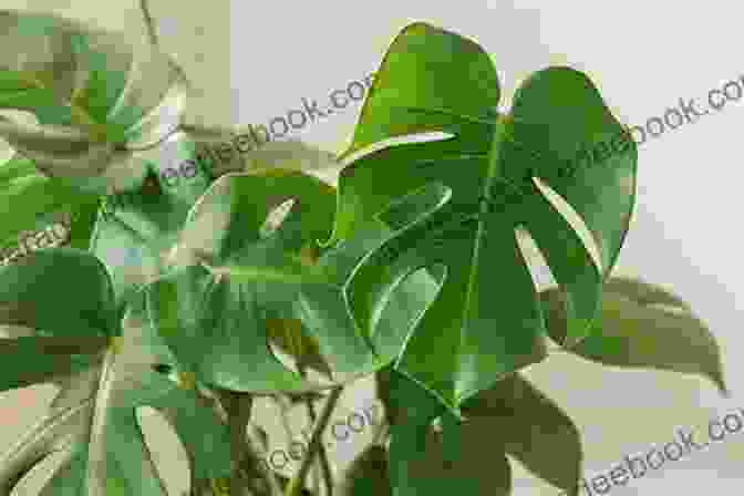 A Monstera Deliciosa Plant With Large, Glossy Leaves. Leaves Of Elvis Garden Larry Geller