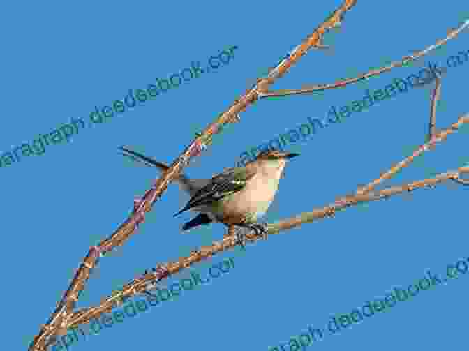 A Northern Mockingbird Perched On A Branch. Birds Of Louisiana And Mississippi: Birds Of Louisiana Mississippi That Might Pay You A Visit: Birds Of Louisiana Mississippi Field Guide