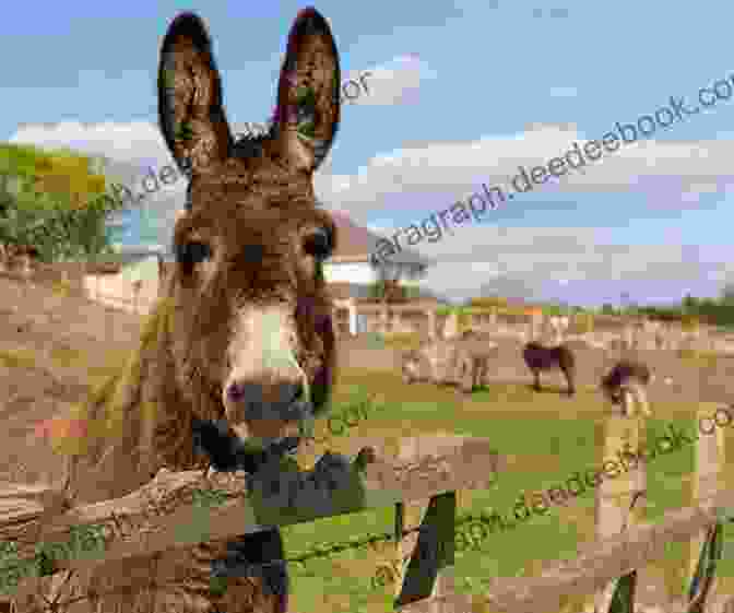 A Photograph Of Bill The Donkey Standing In A Field, With Neil Cochrane Standing Alongside Him. Bill The Donkey Neil Cochrane