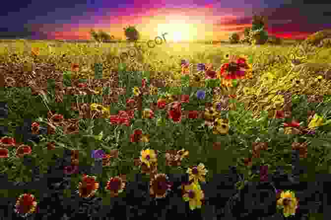 A Photograph Of The Poet Standing In A Field Of Wildflowers, Looking Up At The Sky With A Look Of Inspiration On His Face. In The Company Of Rilke: Why A 20th Century Visionary Poet Speaks So Eloquently To 21st Century Readers