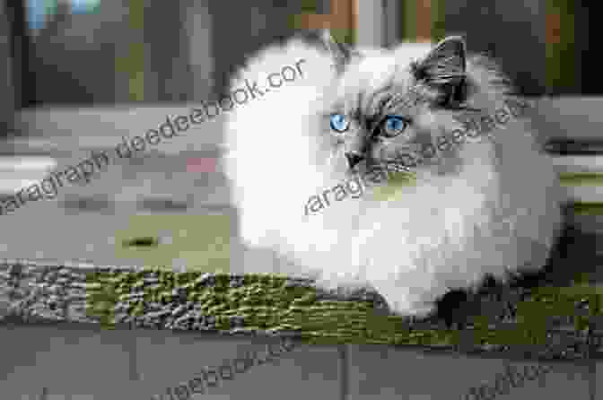 A Ragdoll Cat Some Very Interesting Cats Perhaps You Weren T Aware Of