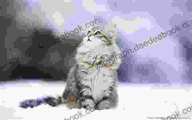 A Siberian Cat Some Very Interesting Cats Perhaps You Weren T Aware Of