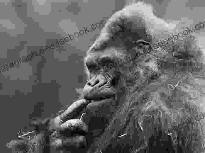 A Silverback Gorilla Named Ivan Sits Pensively In His Cage At The Big Top Mall 18 Full Length Chapter For Kids Ages 8 12