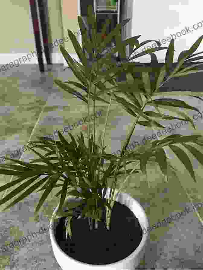 A Tall, Slender Parlor Palm With Feathery Fronds. Houseplants (That Won T Kill Your Cat)