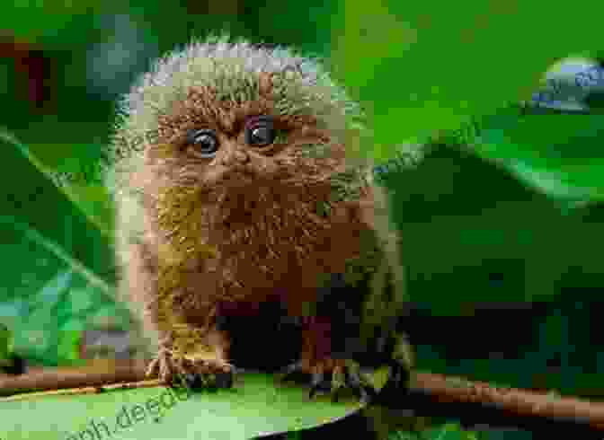 A Tiny Pygmy Marmoset Perched On A Branch With Its Large Eyes And Cute Expression The Cute Animals You Didn T Know Picture