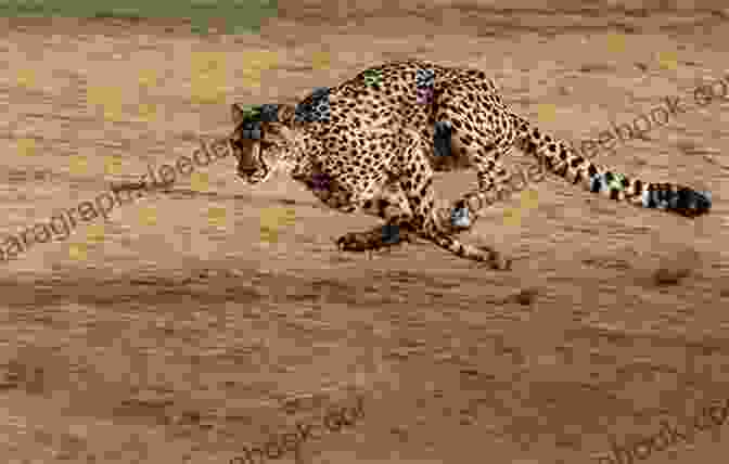 A Young Cheetah Named Duma Running Through The African Savanna Day Of The Cheetah (Patrick McLanahan 4)