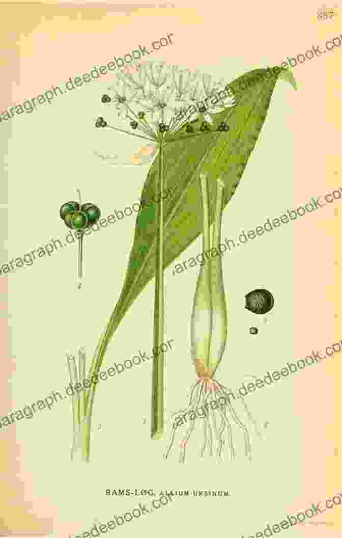 Allium Ursinum Original Drawings Of Narcissus Gladioli Tulips And Other Bulbs (Sketchbook Art)