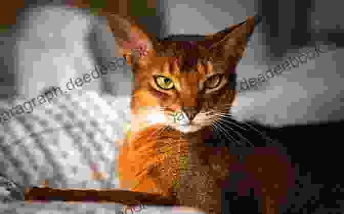 An Abyssinian Cat Some Very Interesting Cats Perhaps You Weren T Aware Of