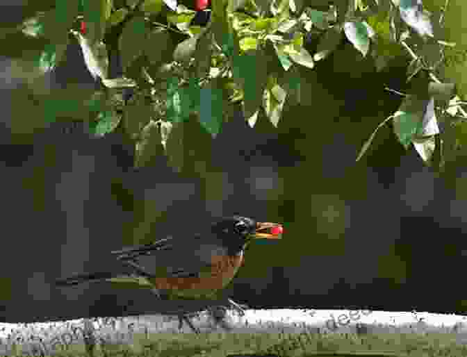 An American Robin Perched On A Branch. Birds Of Louisiana And Mississippi: Birds Of Louisiana Mississippi That Might Pay You A Visit: Birds Of Louisiana Mississippi Field Guide