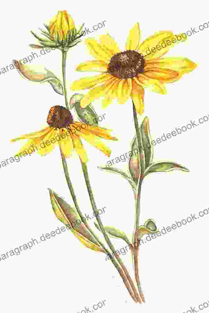 An Oil Pastel Sketch Of A Rudbeckia Flower, Emphasizing Its Vibrant Golden Petals And Dark Central Cone Original Drawings Including Chrysanthemums Freesias And Rudbeckias (Sketchbook Art)