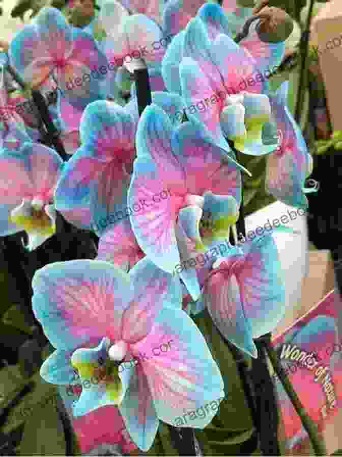 Close Up Of Vibrant Orchids In Bloom, Showcasing The Extraordinary Floral Diversity Of Sikkim WILD NATURE: Flora Fauna Of Sikkim India