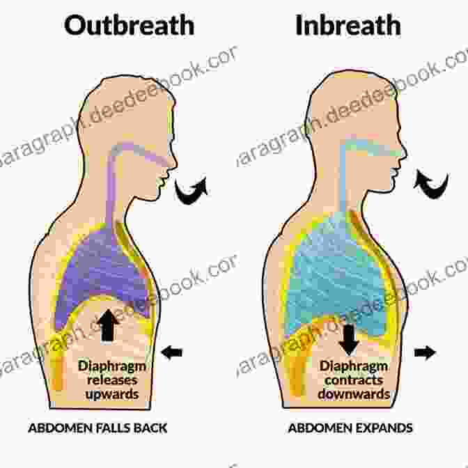 Diagram Of Diaphragmatic Breathing Technique Singer S Guide To Powerful Performances