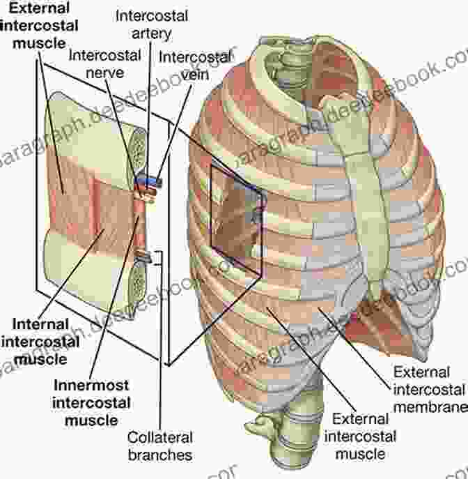 Diagram Of Intercostal Muscles Singer S Guide To Powerful Performances