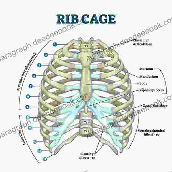 Diagram Of Ribcage Expansion Technique Singer S Guide To Powerful Performances