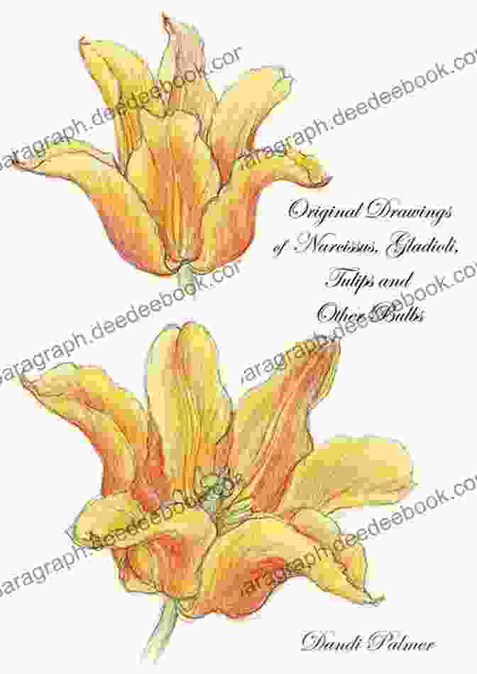 Gladiolus Carneus Original Drawings Of Narcissus Gladioli Tulips And Other Bulbs (Sketchbook Art)