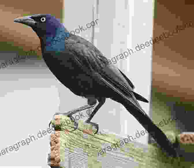 Gracie Grackle, A Common Grackle With A White Head And Neck And A Missing Portion Of Her Beak Gracie Grackle (No Such Thing As A Regular Bird 8)