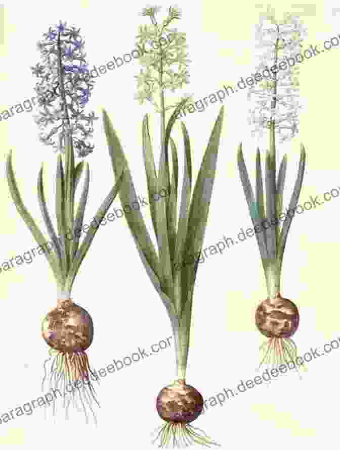 Hyacinthus Orientalis Original Drawings Of Narcissus Gladioli Tulips And Other Bulbs (Sketchbook Art)