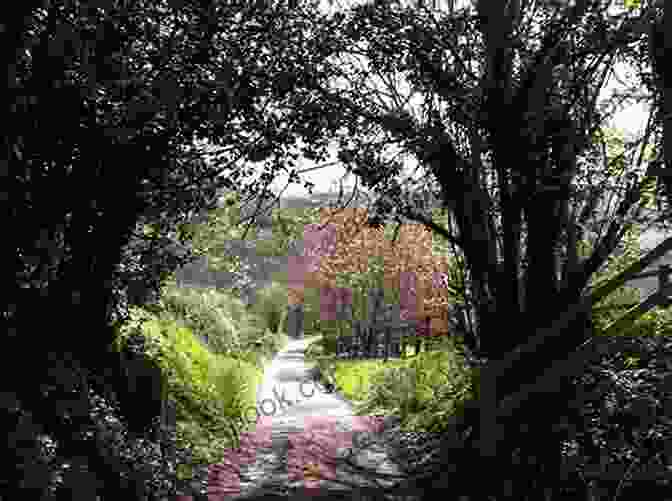 Josephine Exploring The Slad Valley Countryside, Surrounded By Lush Greenery Josphine The Watermill Cat : Josephine Watermill Newland Cape Town South Africa