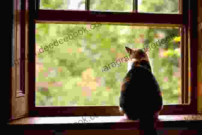 Josephine The Watermill Cat Sitting On A Windowsill Inside The Watermill Josphine The Watermill Cat : Josephine Watermill Newland Cape Town South Africa