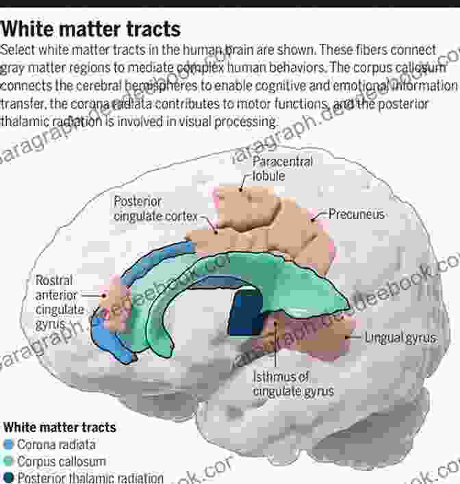 Motor Coordination In The Hindbrain Gray Matter: Cerebellum Conducting The Dance Of Movement The Hindbrain (Gray Matter) Carl Y Saab