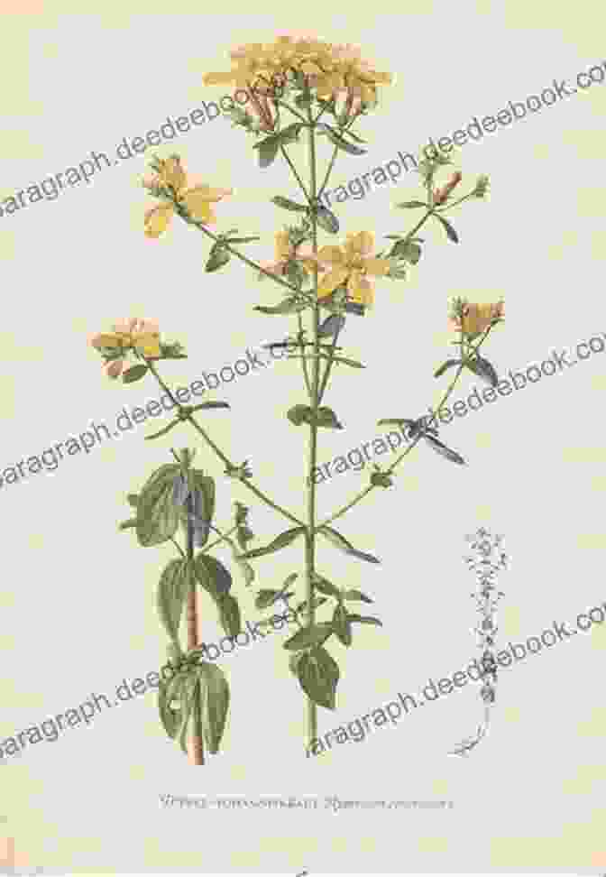 Original Drawing Of Hypericum Original Drawings Including Roses Lavatera Acanthus And Hypericum (Sketchbook Art)