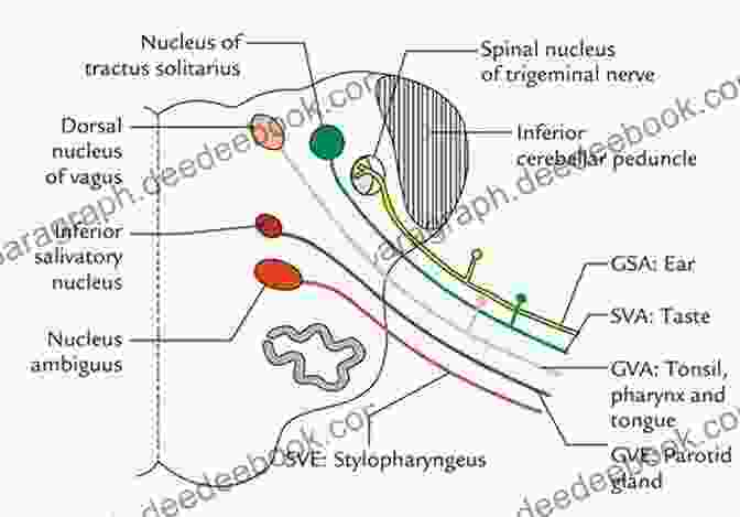 Rhythm Of Life In The Hindbrain Gray Matter: Nucleus Of The Solitary Tract And Dorsal Motor Nucleus Of The Vagus Nerve Orchestrating The Heartbeat And Breathing The Hindbrain (Gray Matter) Carl Y Saab