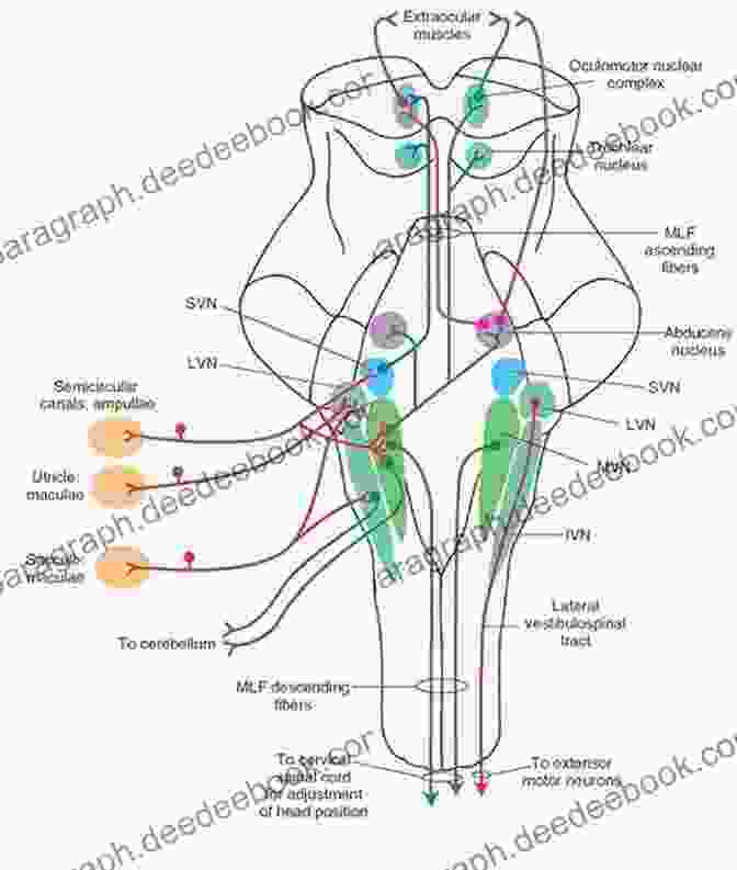 Sensory Processing In The Hindbrain Gray Matter: Cochlear Nuclei And Vestibular Nuclei Orchestrating A Sensory Symphony The Hindbrain (Gray Matter) Carl Y Saab