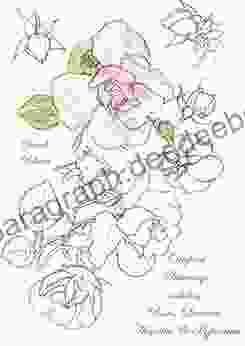 Original Drawings Including Roses Lavatera Acanthus And Hypericum (Sketchbook Art)